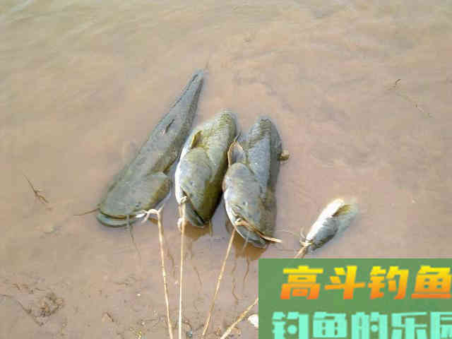 想要收获大鲶鱼,就要了解鲶鱼的生活习性 想要收获大鲶鱼,就要了解鲶鱼的生活习性