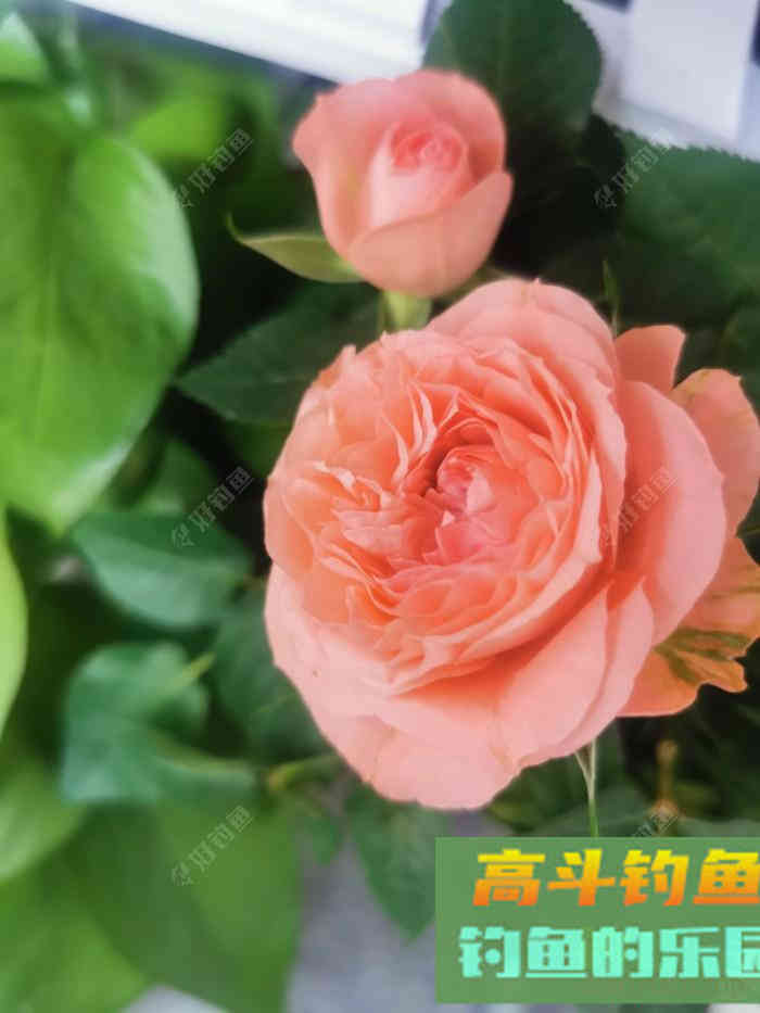 初春双竿钓鲫鱼的一点体会
