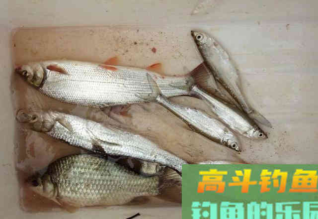 鲫鱼吃口太轻怎么钓？野钓客教你！
