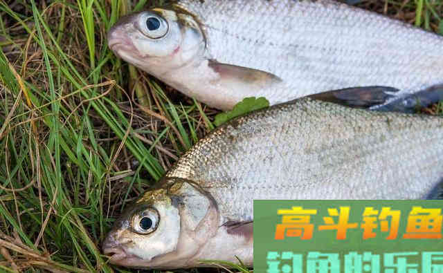 不钓翘嘴不钓草！这类鱼种才容易爆护