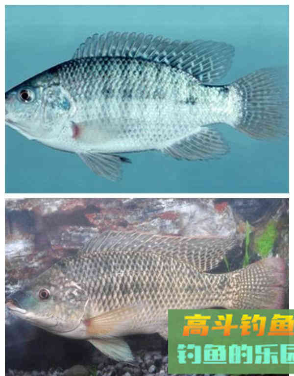 为了繁殖,鳑鲏鱼学会化妆,马口鱼改变身体结构,罗非鱼更拼 为了繁殖,鳑鲏鱼学会化妆,马口鱼改变身体结构,罗非鱼更拼