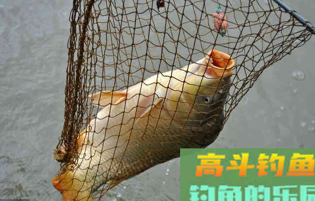 野钓鲤鱼，抓住它的这几个习性有口必中