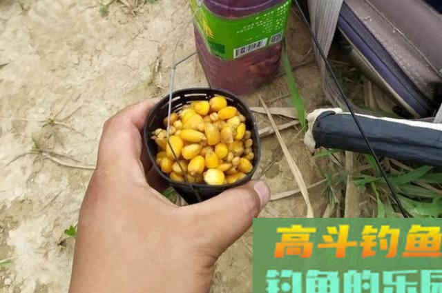 说了你可别不信,这鲫鱼钓法百试不爽 说了你可别不信,这鲫鱼钓法百试不爽