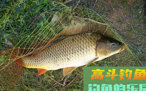 民间钓鲤鱼特效饵料配方