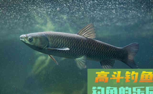 同时浮钓草鱼,别人上鱼你空杆,忽略了两点关键技巧 同时浮钓草鱼,别人上鱼你空杆,忽略了两点关键技巧