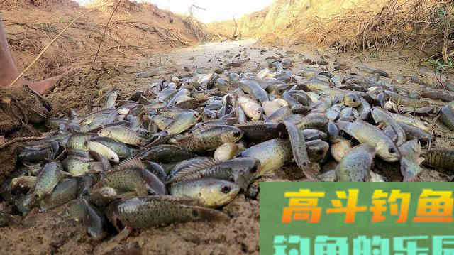 这星球上唯一会上树的鱼：攀鲈，习性及钓法详解