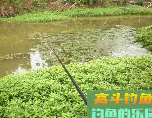 钓黄辣丁掌握好三个时机，四种钓法，一项注意