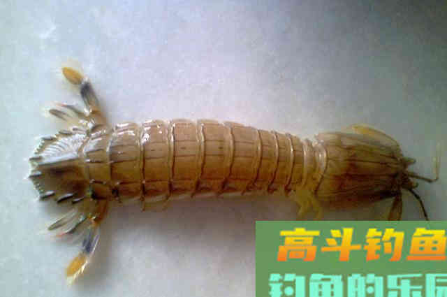 蚯蚓这样用,低温天钓鱼最合适,大板鲫一钓一个准 蚯蚓这样用,低温天钓鱼最合适,大板鲫一钓一个准