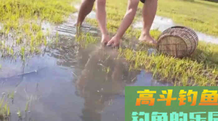 野钓策(19)鲫鱼习性与施钓的关联性 野钓策(19)鲫鱼习性与施钓的关联性