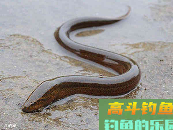 黄鳝到底是不是鱼？夏钓鳝鱼最当时