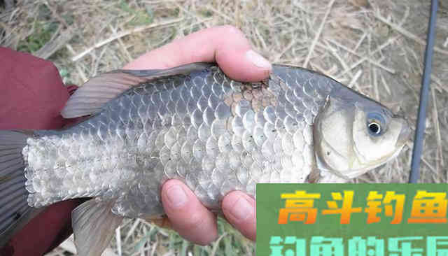 秋末钓鱼,找准这几种天气,钓大鲫鱼不是梦 秋末钓鱼,找准这几种天气,钓大鲫鱼不是梦