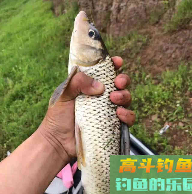 花姑娘鱼，难点在于钓法，详解野钓稀缺鱼种花鮕