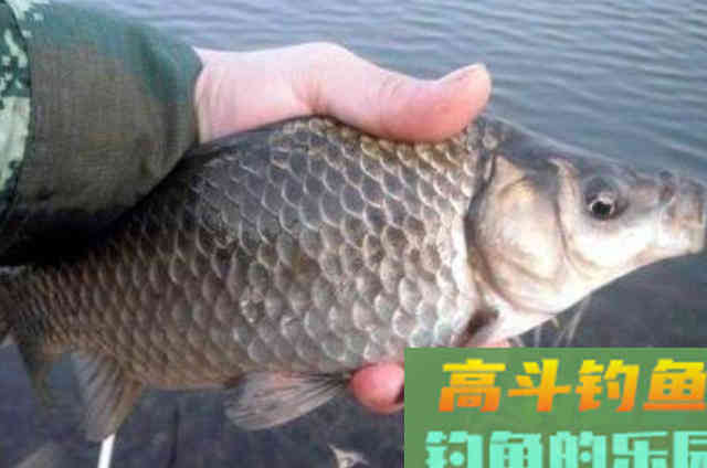 野钓鲫鱼时，需要钓友牢记长短子线的用法