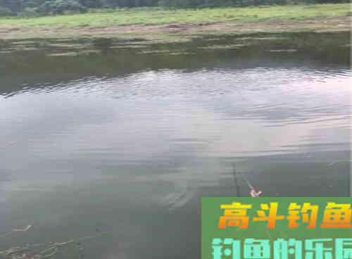 自然水域的野生草鱼,在秋季该如何作钓呢 自然水域的野生草鱼,在秋季该如何作钓呢