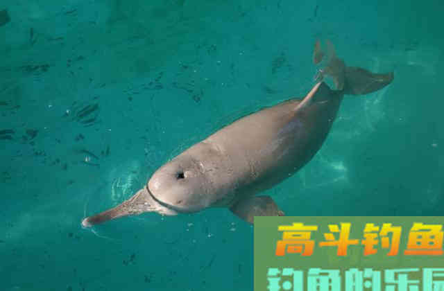 河豚到底能不能钓，得搞明白河豚是淡水鱼还是咸水鱼