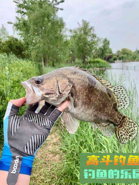 夏季鳜鱼最好钓，手竿路亚手丝均可