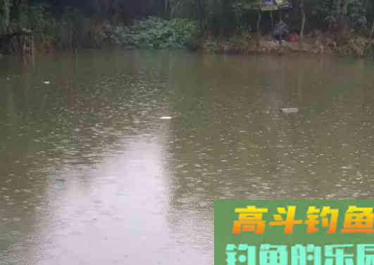 天气突降10度以下鲫鱼好钓吗 天气突降10度以下鲫鱼好钓吗