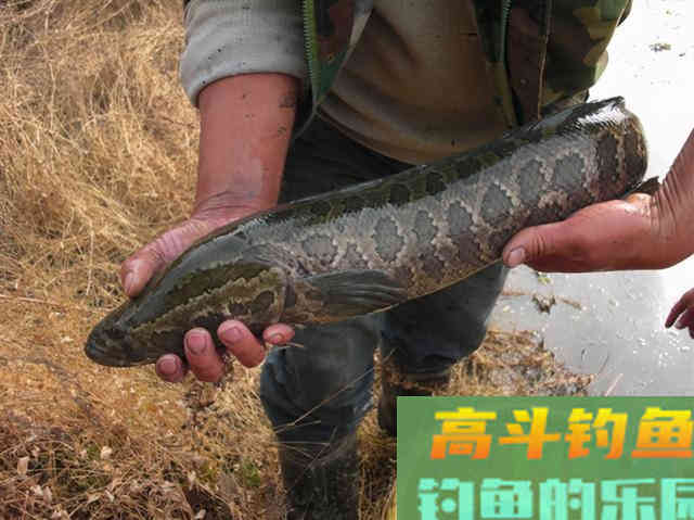 黑鱼钓法大盘点，这3种钓法中，你认为哪种比较好