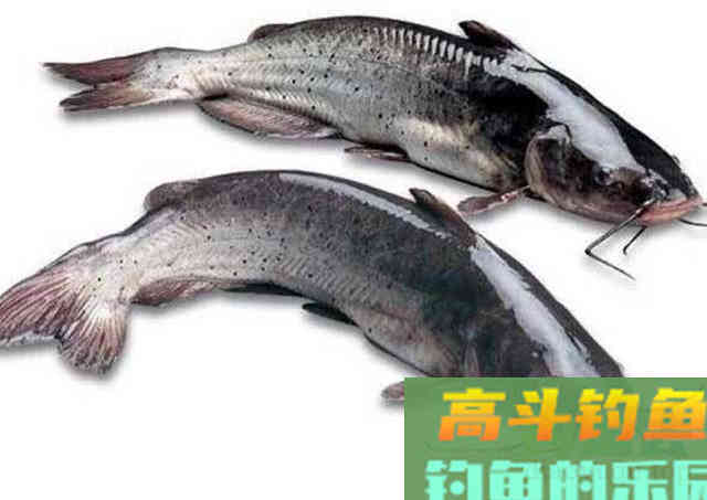 美国的叉尾鮰该如何垂钓?是否对本地鱼种构成威胁 美国的叉尾鮰该如何垂钓?是否对本地鱼种构成威胁