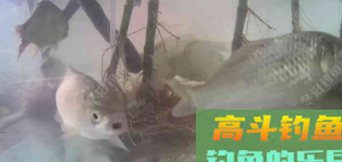 野钓策(19)鲫鱼习性与施钓的关联性 野钓策(19)鲫鱼习性与施钓的关联性