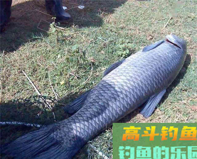 通体乌黑的大青鱼如何钓?我觉得这2点比较重要 通体乌黑的大青鱼如何钓?我觉得这2点比较重要