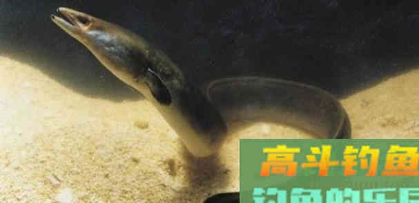 寿命50年的鳗鱼，产卵一次便死亡，要如何钓