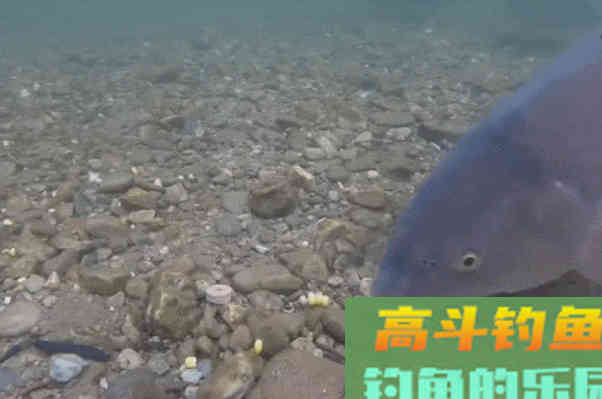 钓不到鲤鱼的原因，没有其他，其实就是以下的6点