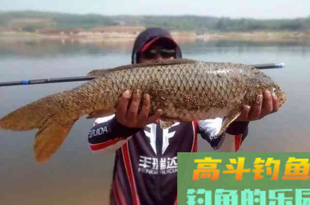 秋钓鲫鱼过程中,需要钓友牢牢记住的3个诱鱼口诀 秋钓鲫鱼过程中,需要钓友牢牢记住的3个诱鱼口诀