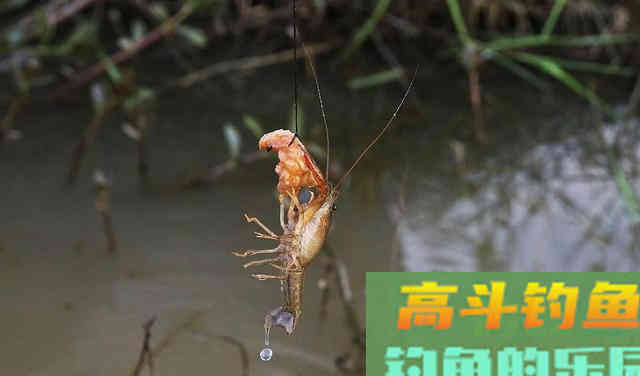 四月份好不好钓龙虾?野钓客告诉你 四月份好不好钓龙虾?野钓客告诉你