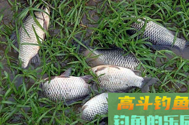 秋末期间，水库作钓鲫鱼的3个方法与技巧