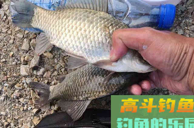 别人几条渔获,这位钓友却钓了50条大板鲫 别人几条渔获,这位钓友却钓了50条大板鲫