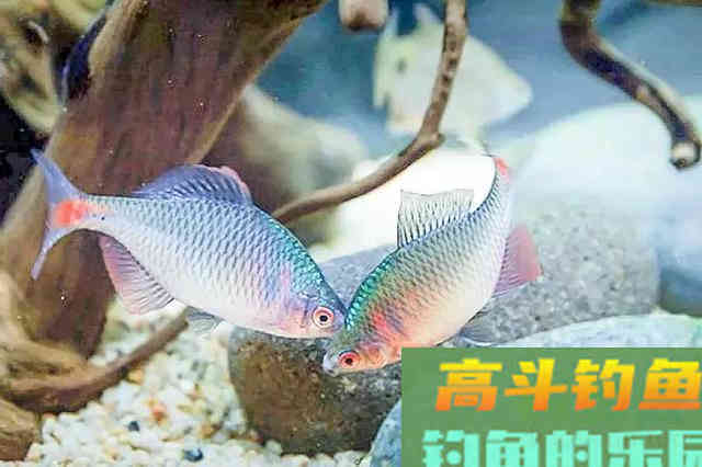 还在看不起&ldquo;屎光皮&rdquo;？论条5块，按斤上百，我冰箱中唯一的存鱼