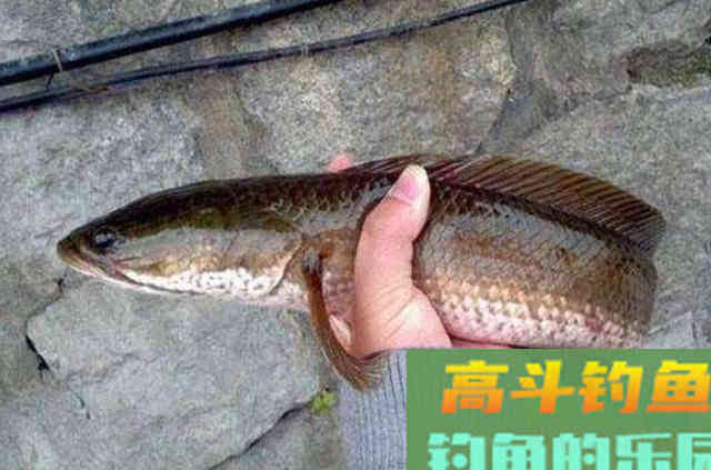 天热后,对付黑鱼我只用这三步 天热后,对付黑鱼我只用这三步