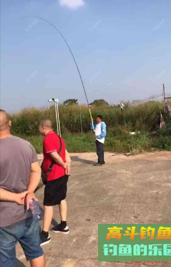 鲤鱼如何逗钓?什么情况下容易吃死口,这样钓收获更好 鲤鱼如何逗钓?什么情况下容易吃死口,这样钓收获更好