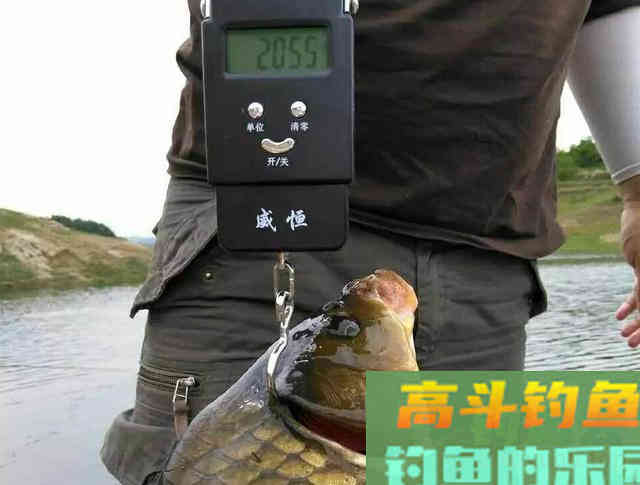 钓到4斤重的野生鲫鱼，你信吗？瞬间就用光了人品