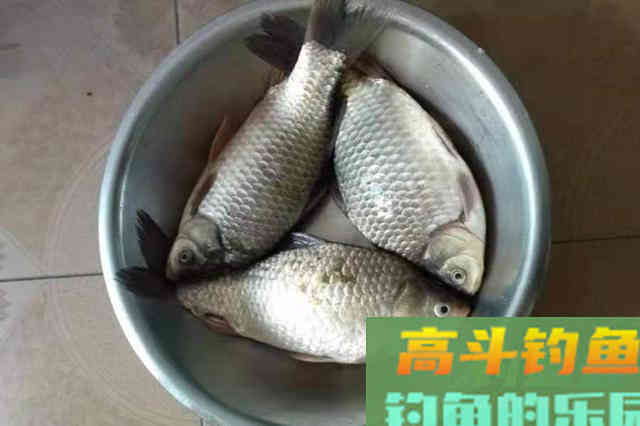 天气再好也不忘鲫鱼连竿的秘密，老钓手也未必知道