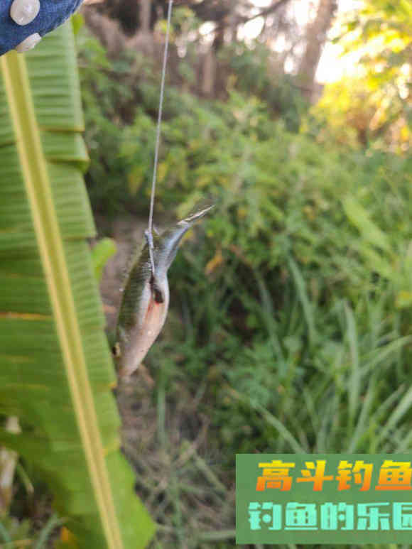 钓罗非为何常挂肛门?还真有比较科学的解释 钓罗非为何常挂肛门?还真有比较科学的解释