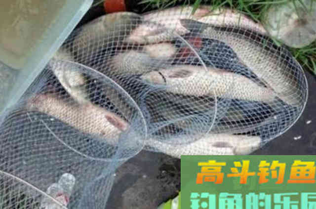 早该透露，秋钓征服草鱼，这5种天然饵必不可少