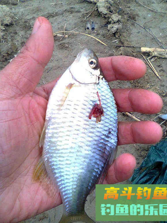 冬钓彩衣精灵攻略:鳑鲏和大鳍鱊,小爆护不难哦 冬钓彩衣精灵攻略:鳑鲏和大鳍鱊,小爆护不难哦