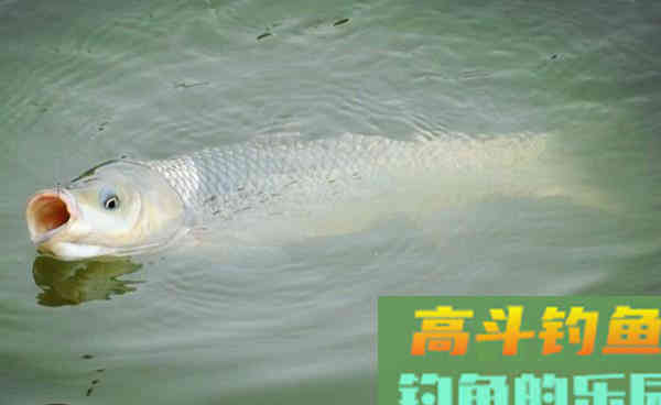 深秋手竿钓草鱼，关键在于用饵对了口，大草鱼也能连竿
