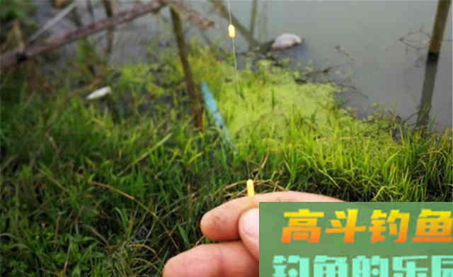 秋季鲤鱼,试试这种最特别的钓法 秋季鲤鱼,试试这种最特别的钓法