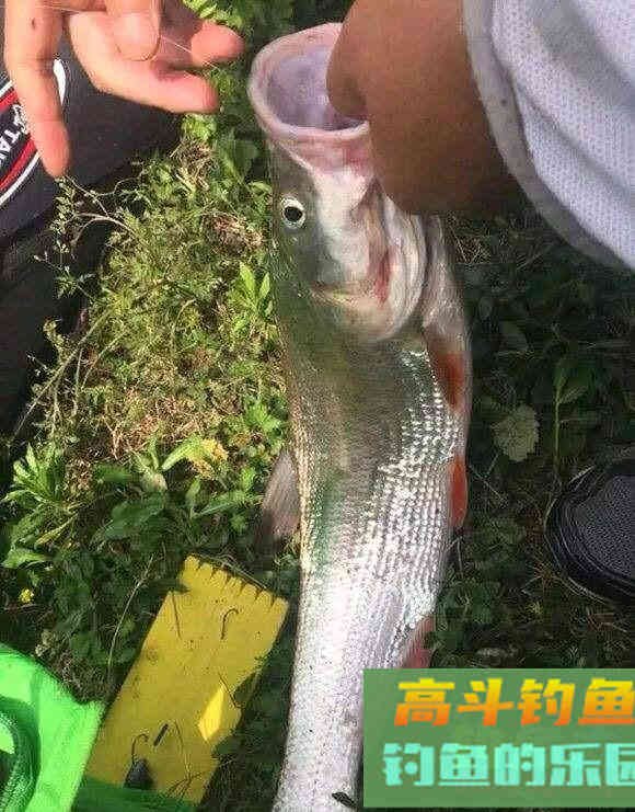 如何钓到蒙古红鲌？嘴巴地包天，俗称红尾巴