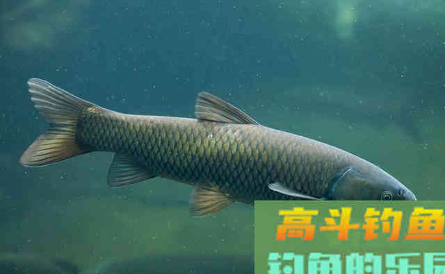 为何鲤鱼在美国像度假,在国内像渡劫 为何鲤鱼在美国像度假,在国内像渡劫