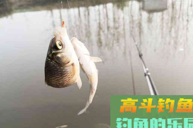 立冬后钓鲫鱼,做到这些调整,连杆上鱼不是梦 立冬后钓鲫鱼,做到这些调整,连杆上鱼不是梦