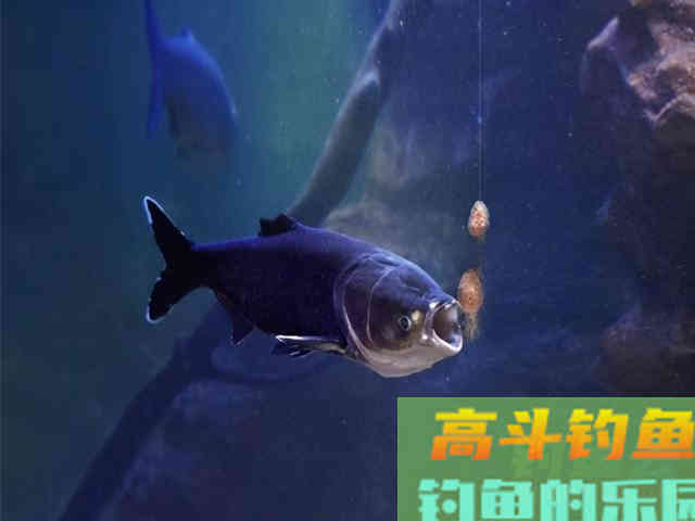 夏季钓鲢鳙总是锚鱼，老钓友告诉你问题出哪里