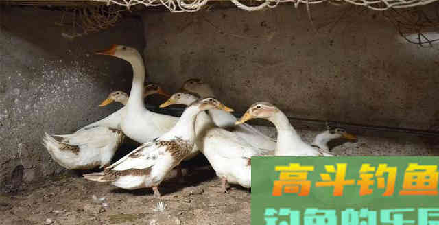 这种鱼起初没人吃，都是拿来喂牲口，如今一百块一斤都买不到