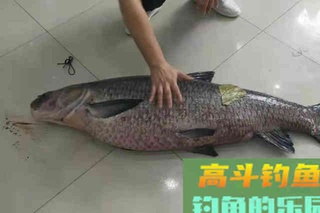 这才是专攻大青鱼的正确钓法 这才是专攻大青鱼的正确钓法