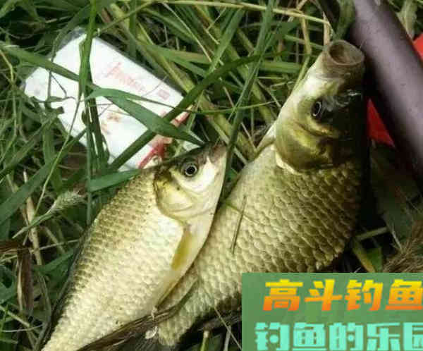 仲秋钓鲫鱼，要用这两种钓法