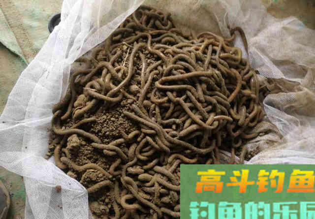 还有比黄辣丁更傻的鱼？胡子鲶：我不笨，就是嘴大吃得多