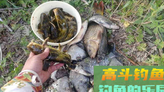 秋钓黄颡鱼,学会这样钓,少走弯路渔获多 秋钓黄颡鱼,学会这样钓,少走弯路渔获多